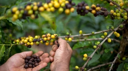 O 'café especial' brasileiro é um mercado em plena expansão