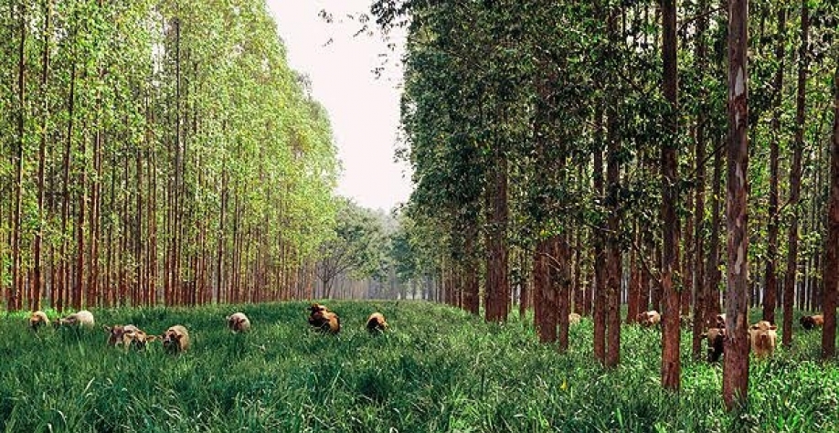  Fazenda Gamada, em MT, que aplica o método ILPF (Integração Lavoura Pecuária Floresta)