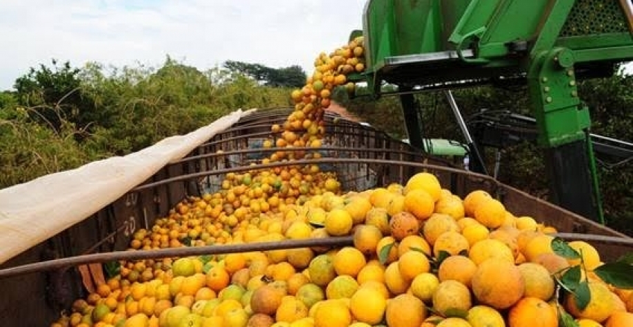 Produtores de laranja se espremem contra Citrosuco, Cutrale e Louis Dreyfus