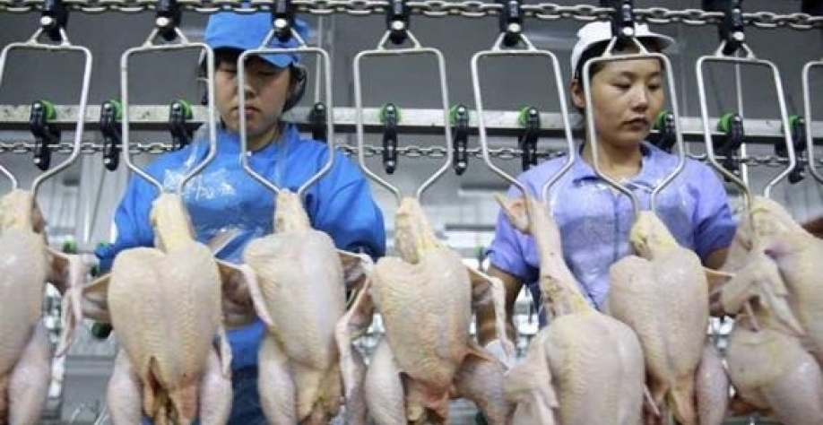 Funcionários em linha de processamento de frango na China