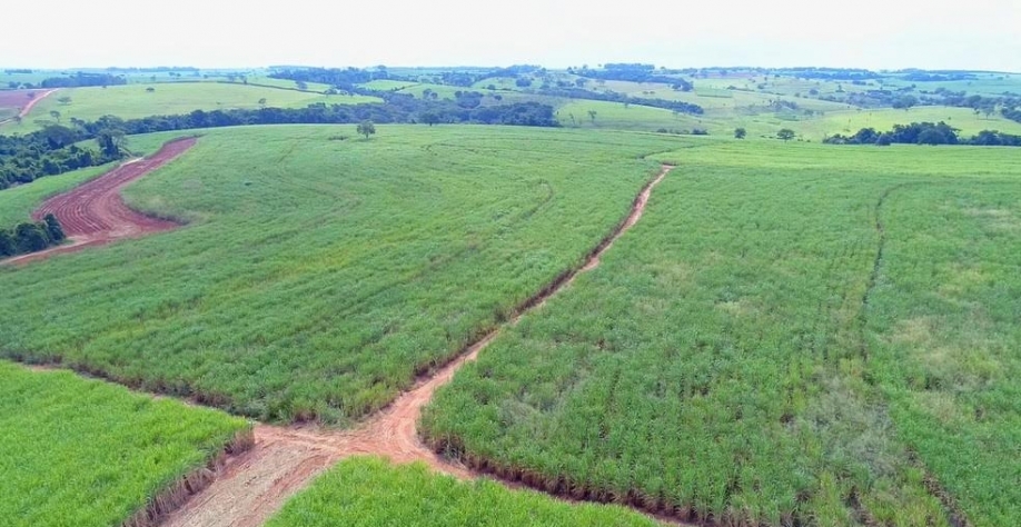 Produtividade da cana-de-açúcar diminui nos canaviais do Noroeste de SP