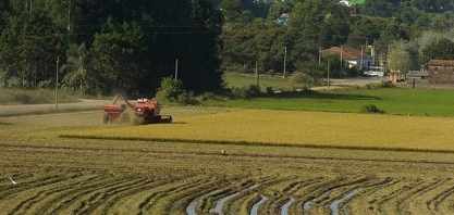 Preços recebidos no campo não remuneram custos de produção, segundo analista.