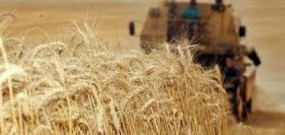 Brasil avalia trigo de fora do Mercosul diante de escassez argentina