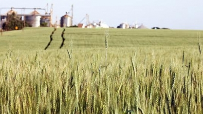 Conab: produtor de trigo no vermelho desde 2014 