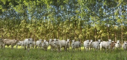 Tempos difíceis para a Embrapa, uma joia do País