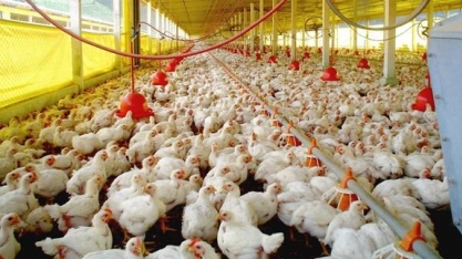 China impõe medidas antidumping sobre importação de frango brasileiro 