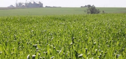 Patinho feio da agricultura, trigo tem melhor avanço no valor de produção