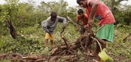 Brasil tem 588 mil crianças trabalhando na agropecuária