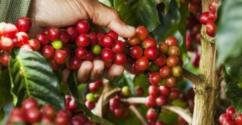 Colheita de café robusta do Brasil deve superar estimativa oficial