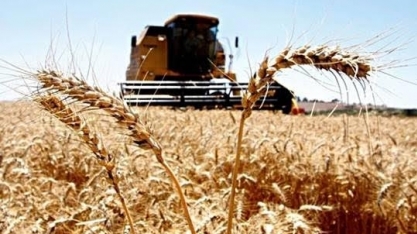 PR inicia colheita de trigo com atraso e lavoura em pior condição ante 2017