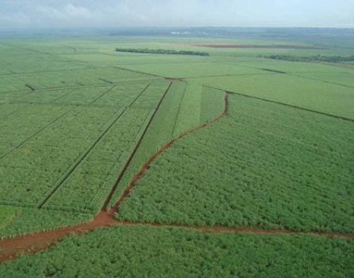 Área de produção inicial da cana de açúcar