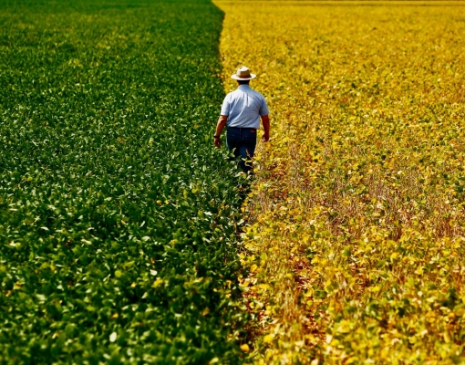 Conab estima produção de grãos em até 238,3 milhões de toneladas