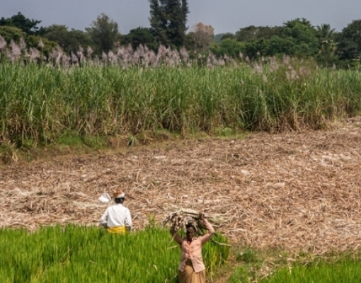 Produção de açúcar da Índia em 18/19 ficará abaixo do previsto,a 30 mi ton