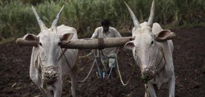 Açúcar/Índia: USDA estima produção de 35,9 mi de t em 2018/19 (+ 5%)