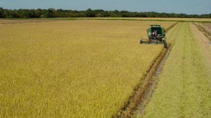 Arroz: Santa Catarina exporta volume 24 vezes maior que o de 2017