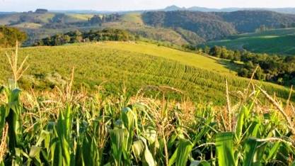 Milho: Clima prejudica em 2018, preço interno sobe e exportação cai 