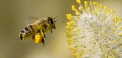 Polinização é ameaçada por desmatamento e agrotóxicos no Brasil