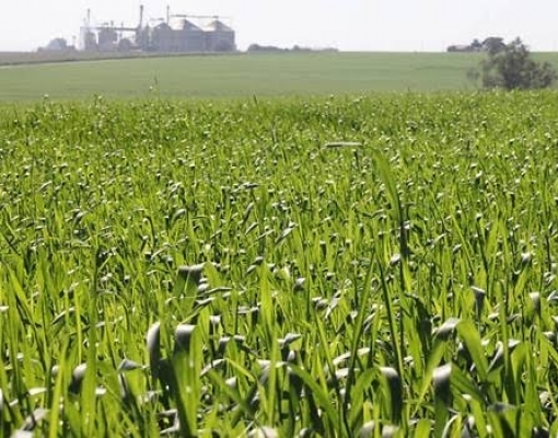 Inovações tecnológicas no campo ajudam a aumentar eficiência em 20%