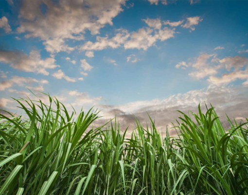 Moagem de cana do CS deve ter 1ª alta desde 2015/16;Agroconsult vê 575 mi t 