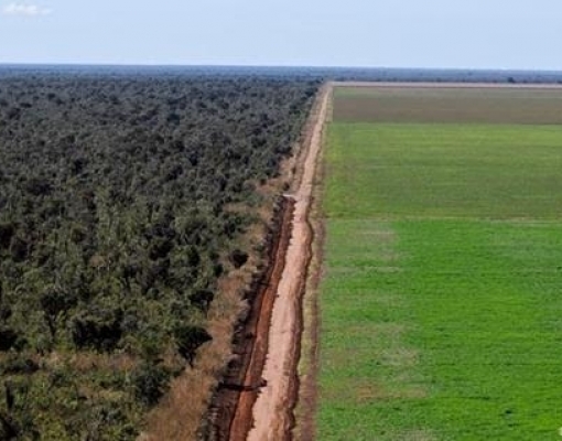 Disputa EUA-China pode respingar no cerrado brasileiro