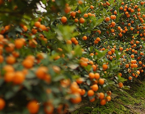 Nova safra de laranja deve crescer, mas pressão de pragas preocupa