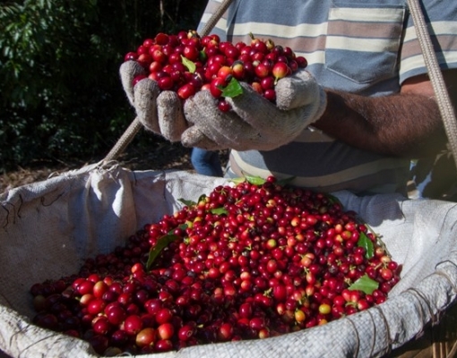 Safra de café do Brasil atingirá 55 mi sacas, prevê illycaffè 