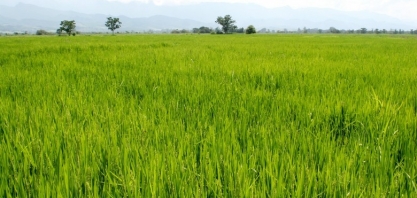 Arroz: Análise agromensal Cepea/Esalq 