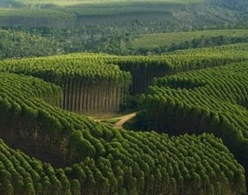 Plano de produção florestal aprovado prevê aumento de 20% em área até 2030