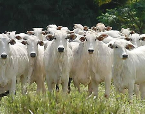 Cenário para pecuária brasileira é bom,mas safra de milho dos EUA preocupa