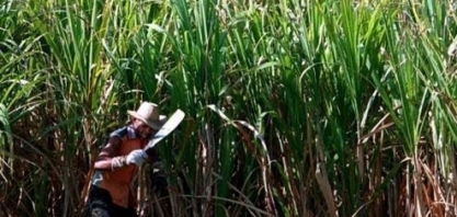 Cuba tem produção de açúcar entre as menores em 120 anos