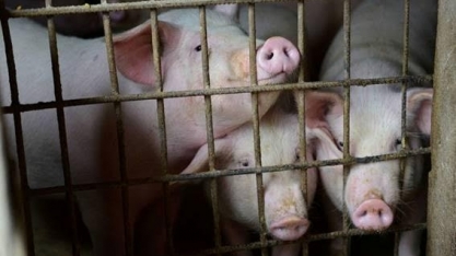 Ásia:FAO eleva para 3,638 mi número de animais eliminados pela peste suína