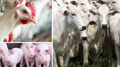 Produção de carnes soma 6,3 milhões de toneladas no primeiro trimestre