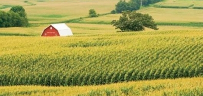 Milho e soja recuam em Chicago com melhorias climáticas nos EUA