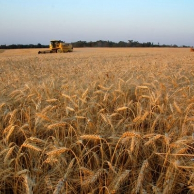 An Lise Conjuntural Cepea Trigo Brasilagro