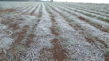 Temperatura marca 1,6ºC na região de Ribeirão Preto e geada atinge lavouras