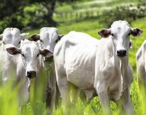 Missão colombiana vai à China para tentar abrir mercado para a carne