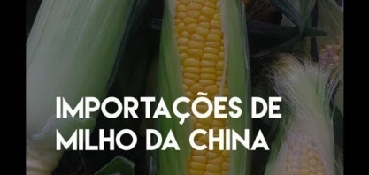 China reduz previsão de uso de milho em 2019/20 em 2 mi t