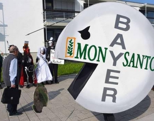  MT: Produtores de algodão pedem à Justiça anulação de patente da Bayer