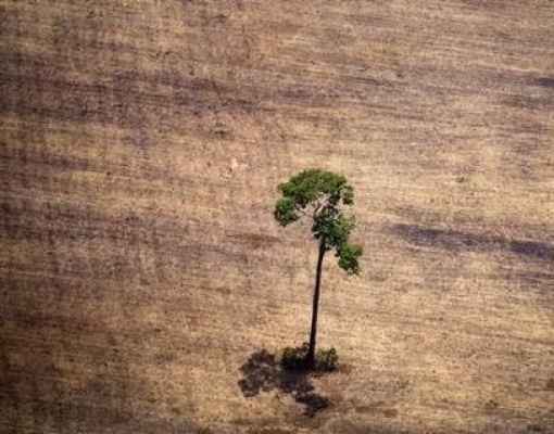 Relatório do IPCC diz que aquecimento global pode reduzir safras