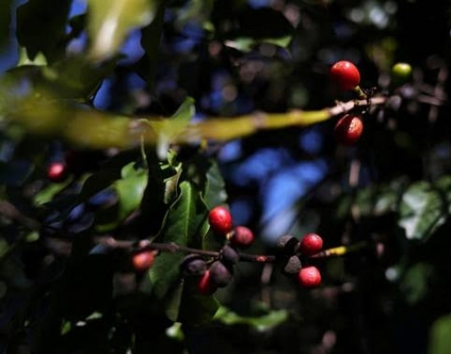 Cooperativas de café do Brasil dizem que clima afetará safra 2020