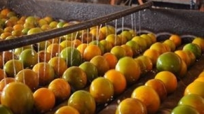 Suco de laranja: Receita com exportação cresce 19% em agosto ante 2018