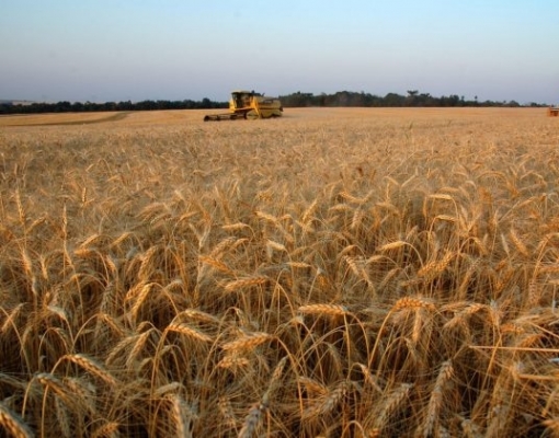 Trigo: Agromensal Agosto Cepea/Esalq 