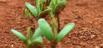 Preparado para o plantio? Veja como o clima deve se comportar