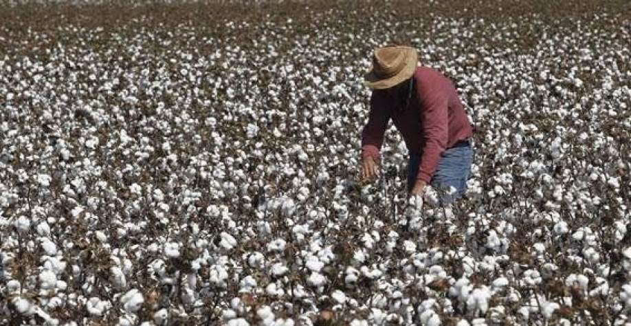 Algodão: Agromensal Agosto Cepea/Esalq