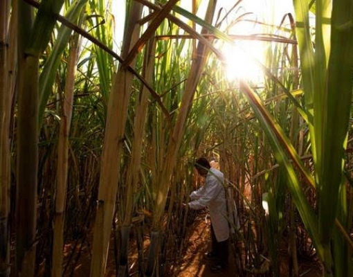 Embrapa perde 45,5% de seu orçamento