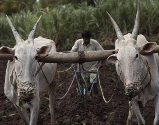 Subsídio ajuda em vendas de açúcar da Índia para o Irã, dizem fontes 