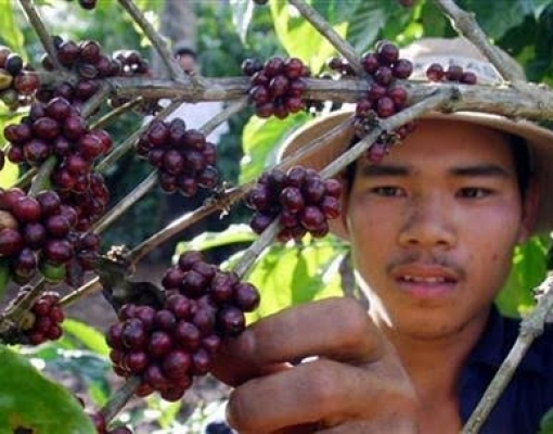 Café/Vietnã: Produtores não estão dispostos a vender pelo preço atual