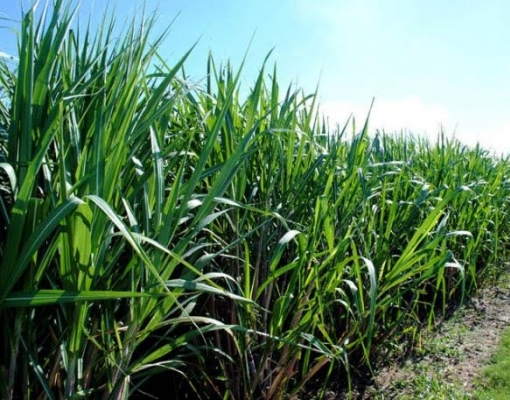 Cientistas desenvolvem proteína contra doença da cana-de-açúcar