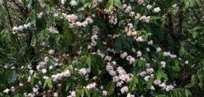 Cepea aponta floradas de cafezais em MG, podem ser as principais da safra