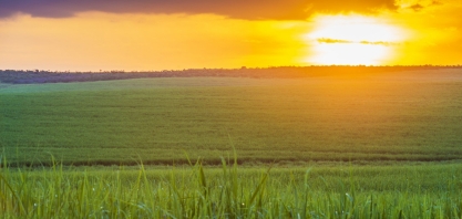 Nova safra de cana do Centro-Sul do Brasil estimada em 584 mi t, diz Cofco 